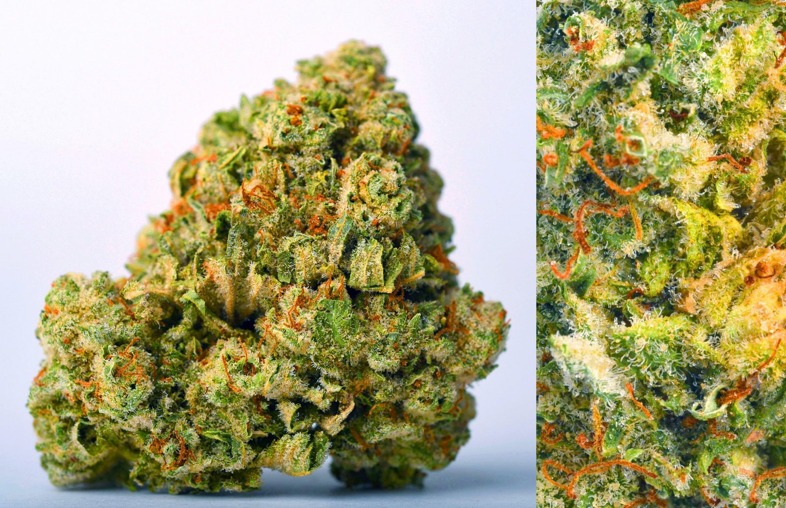 Buy Blackberry Kush strain Online